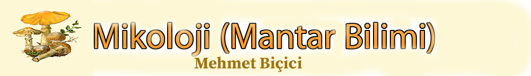 MİKOLOJİ (MANTAR BİLİMİ)